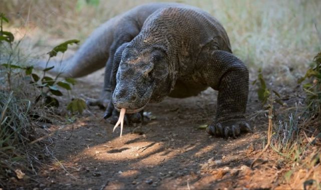 Bilim insanlarından Komodo ejderleriyle ilgili şaşırtan keşif