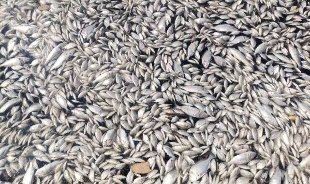 İzmir'de endişe yaratan görüntü: Körfez ölü balıklarla kaplandı